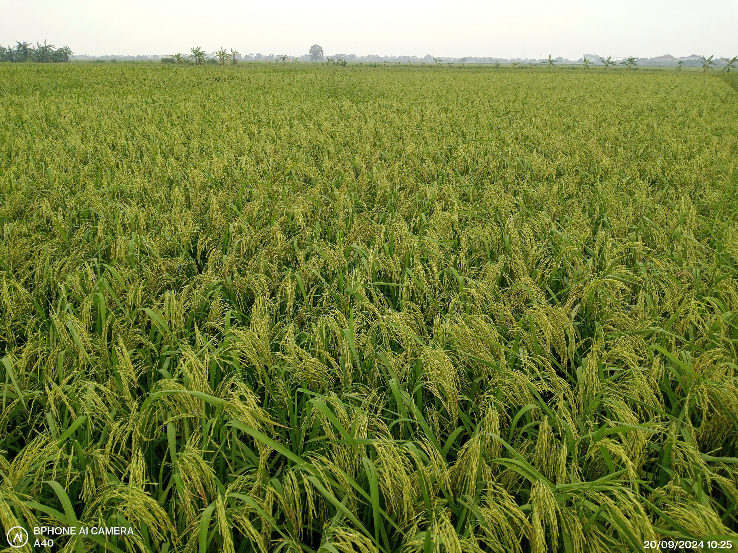 Kiểm tra điểm khảo nghiệm tại Nghệ An - Thanh Hóa - Hòa Bình - Ninh Bình - Hải Dương