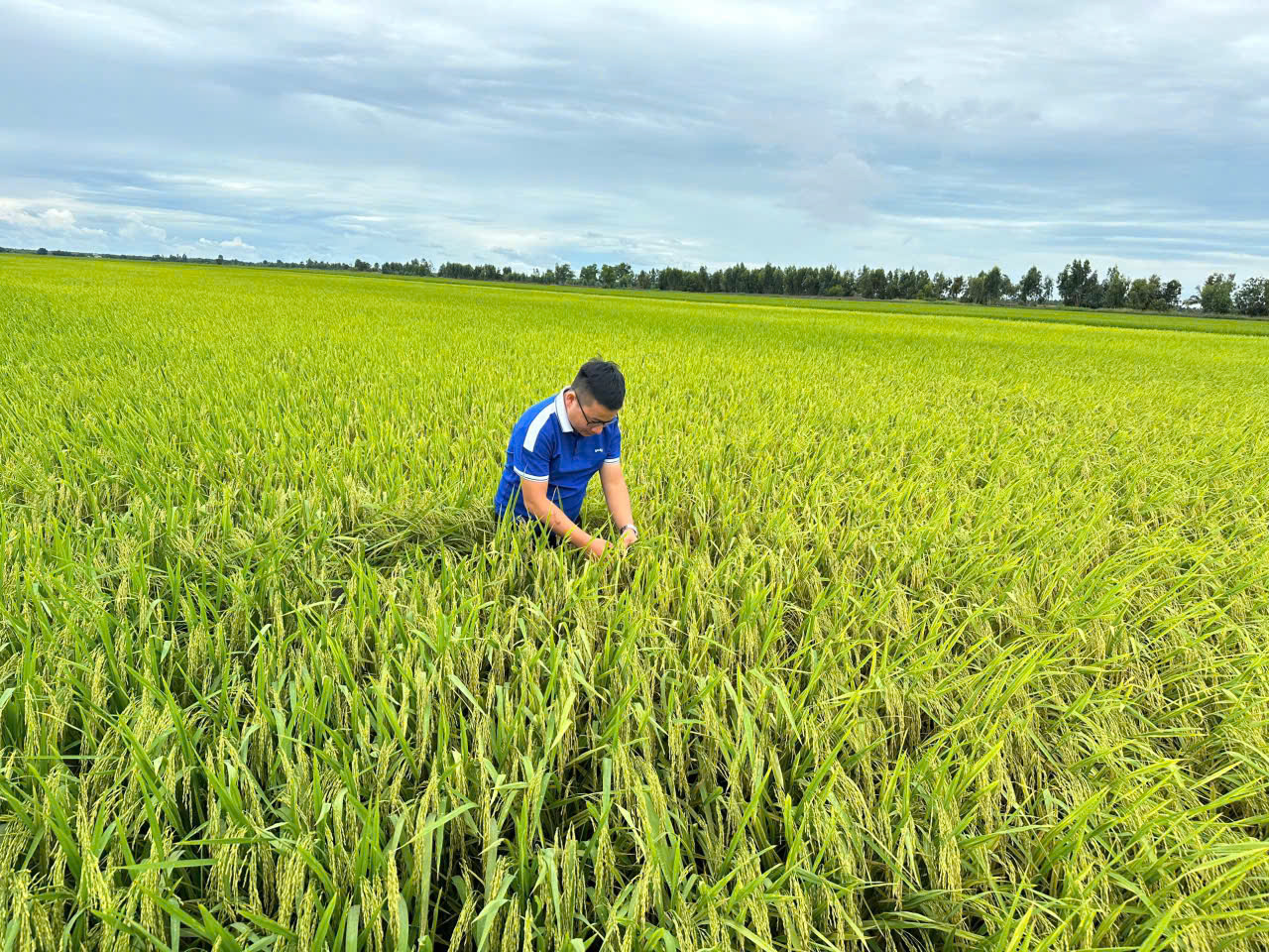 Kiểm tra điểm lúa tại Ấp Cây Chôm, Lình Huỳnh, Hòn Đất, Kiên Giang( Công ty CP Tập Đoàn giống cây trồng Việt Nam)