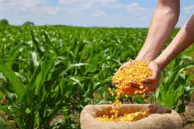 THÔNG BÁO NHẬN GIỐNG NGÔ VỤ XUÂN 2026