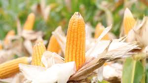 THÔNG BÁO KHẢO NGHIỆM VCU GIỐNG NGÔ VỤ ĐÔNG 2025