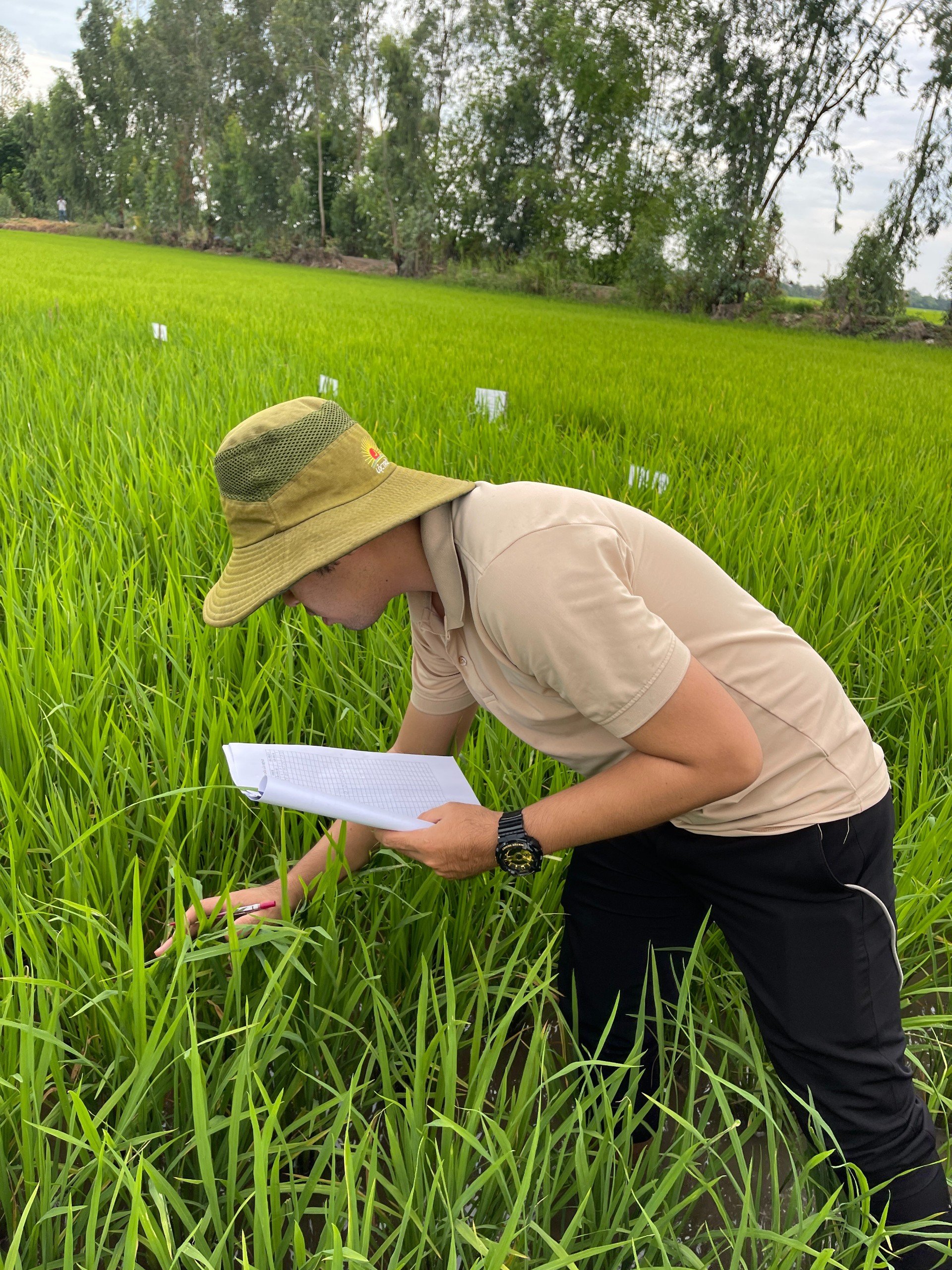 THÔNG BÁO KIỂM TRA LÔ RUỘNG LÚA THƠM VỤ ĐÔNG XUÂN 2025-2026