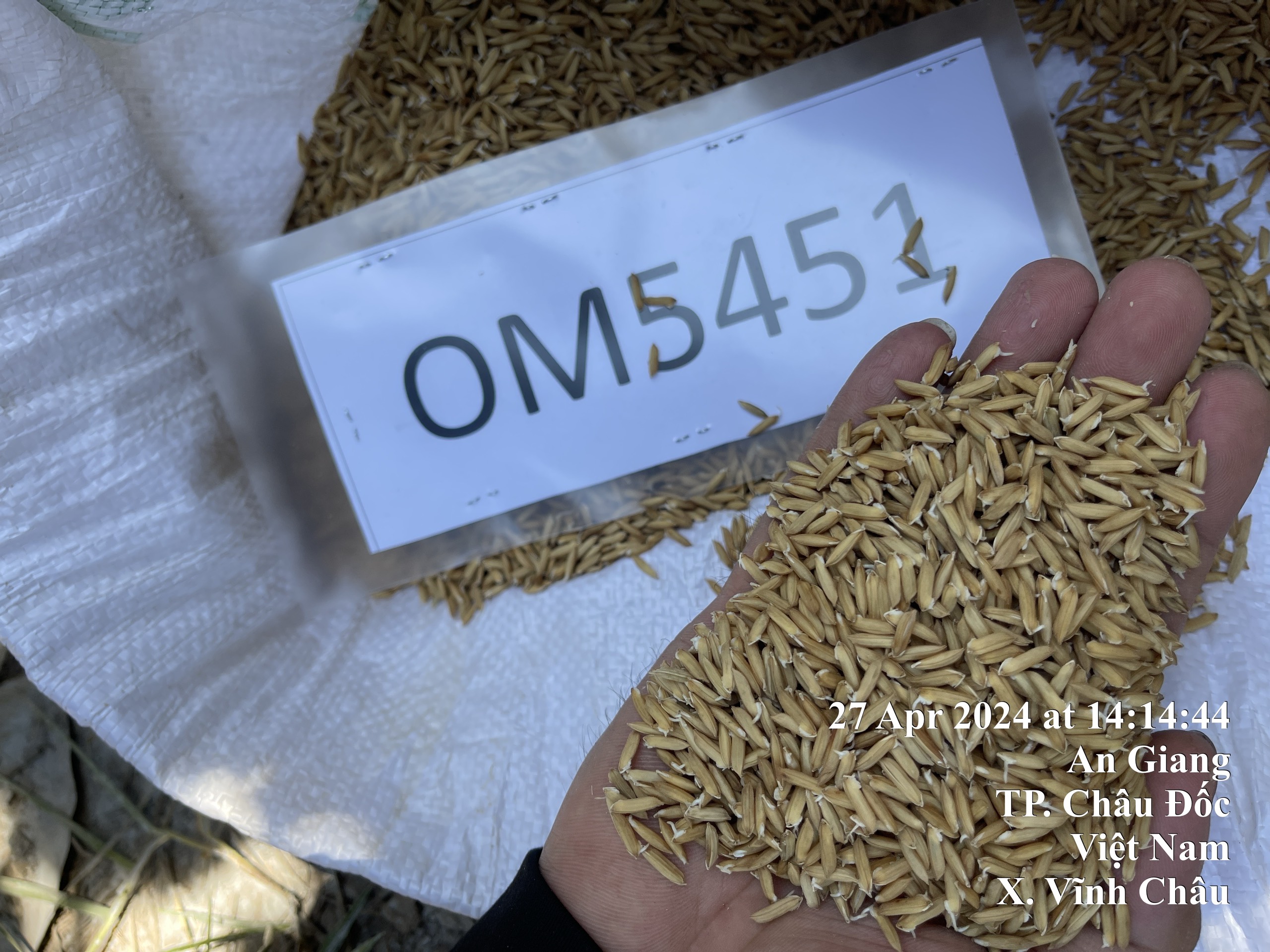 Hoạt động khảo nghiệm giống của Trung tâm