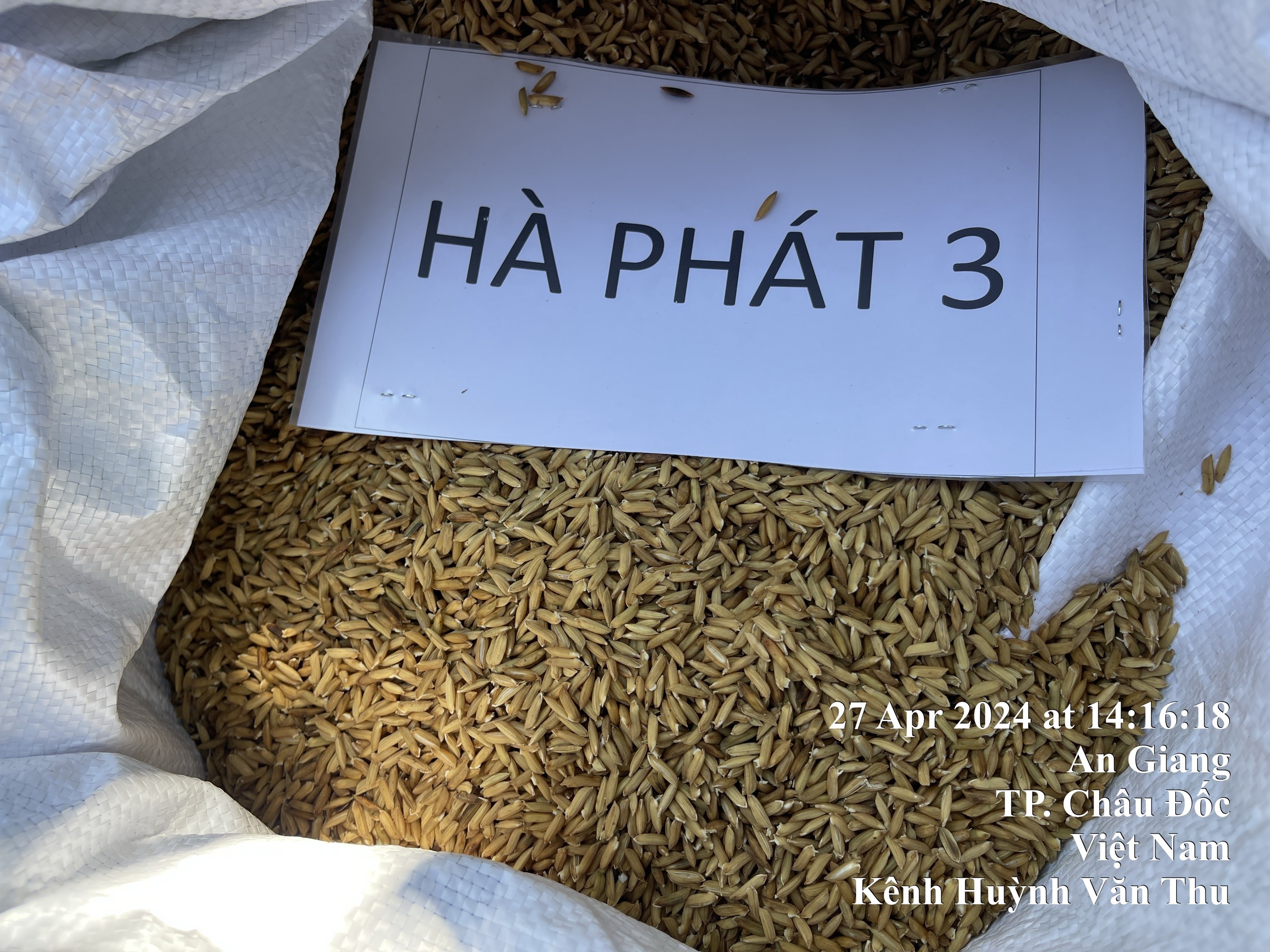 Hoạt động cấy lúa tại điểm Hồng Ngự Đồng Tháp và bón phân, thiết kế thí nghiệm, sạ lúa tại điểm An Giang