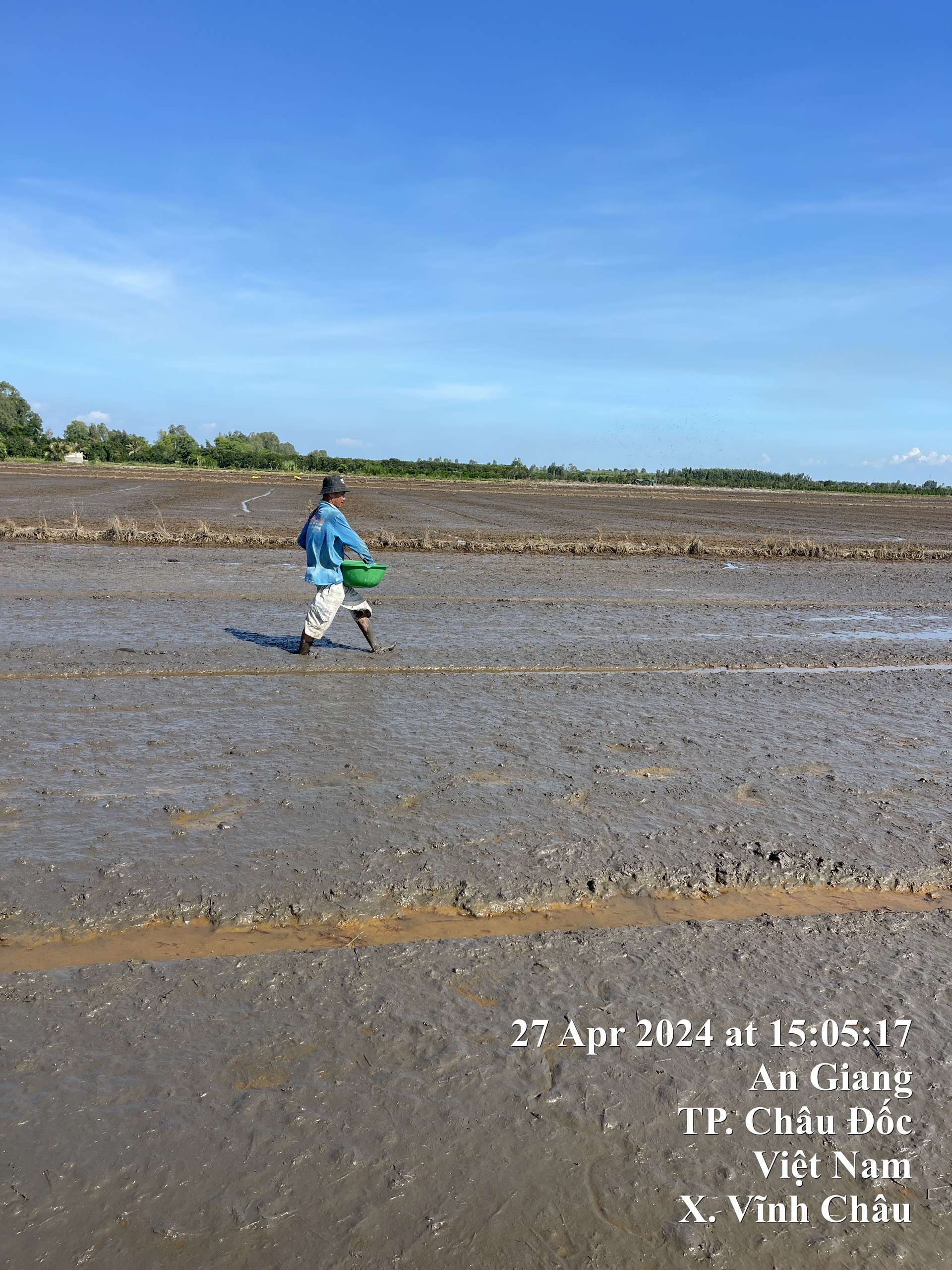 Hoạt động cấy lúa tại điểm Hồng Ngự Đồng Tháp và bón phân, thiết kế thí nghiệm, sạ lúa tại điểm An Giang