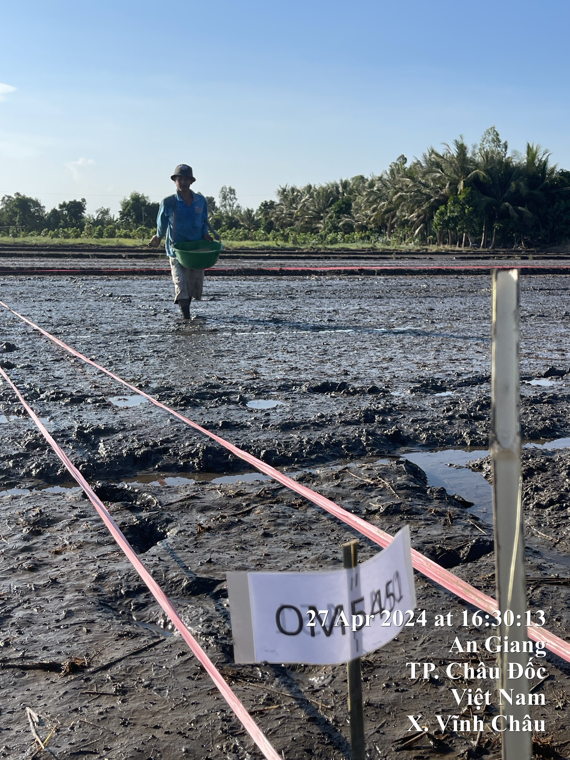 Hoạt động cấy lúa tại điểm Hồng Ngự Đồng Tháp và bón phân, thiết kế thí nghiệm, sạ lúa tại điểm An Giang