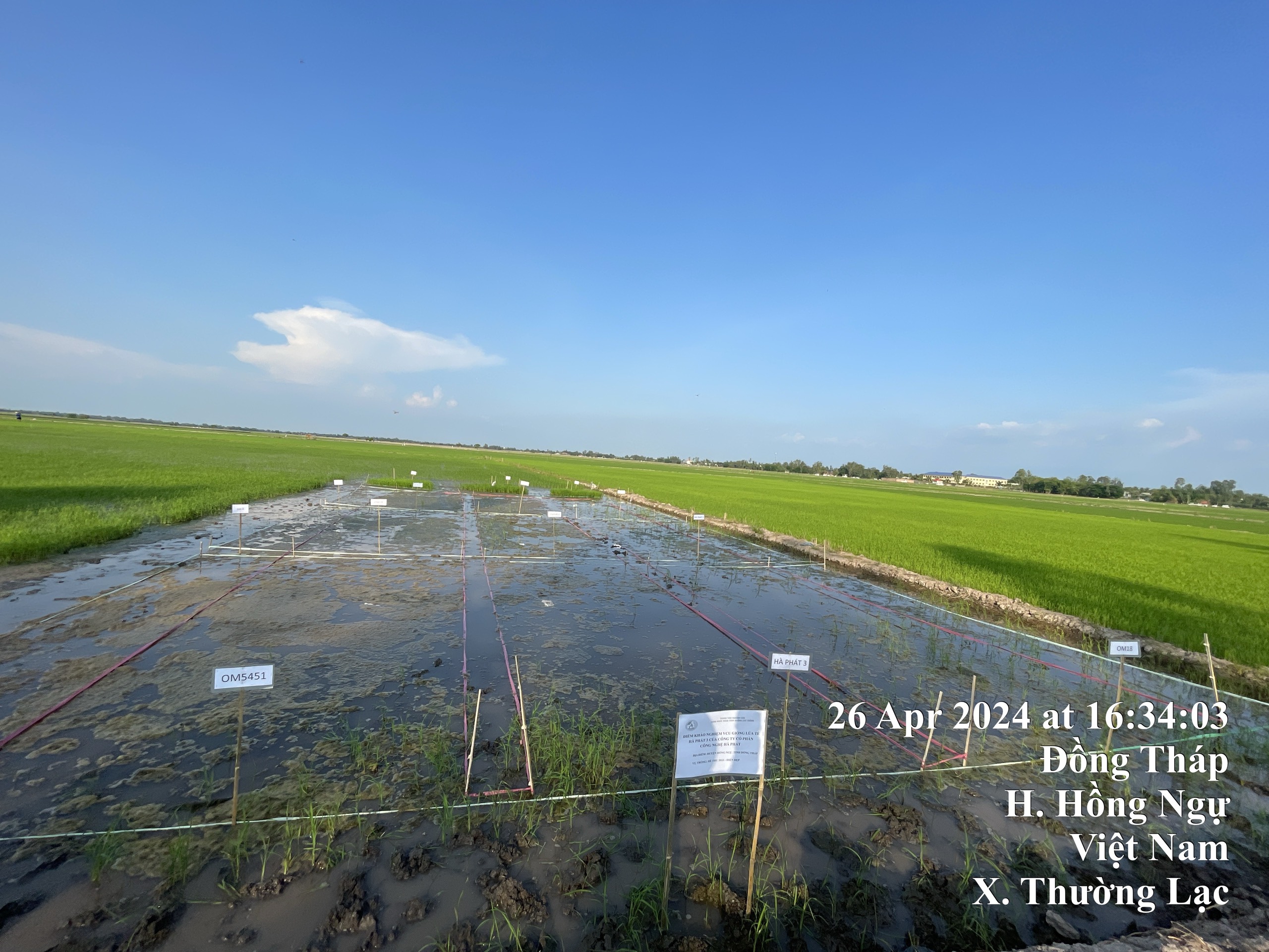 Công tác Khảo nghiệm giống lúa ở điểm Hồng Ngự Đồng Tháp