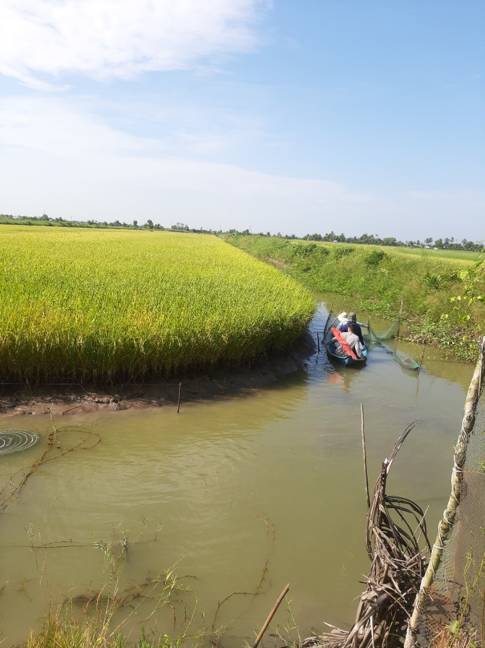 Hoạt động kiểu tra lô ruộng lúa RVT xuất khẩu