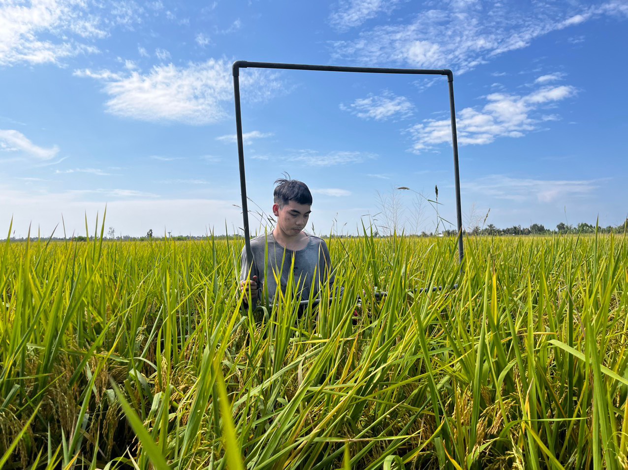 Hoạt động kiểu tra lô ruộng lúa RVT xuất khẩu