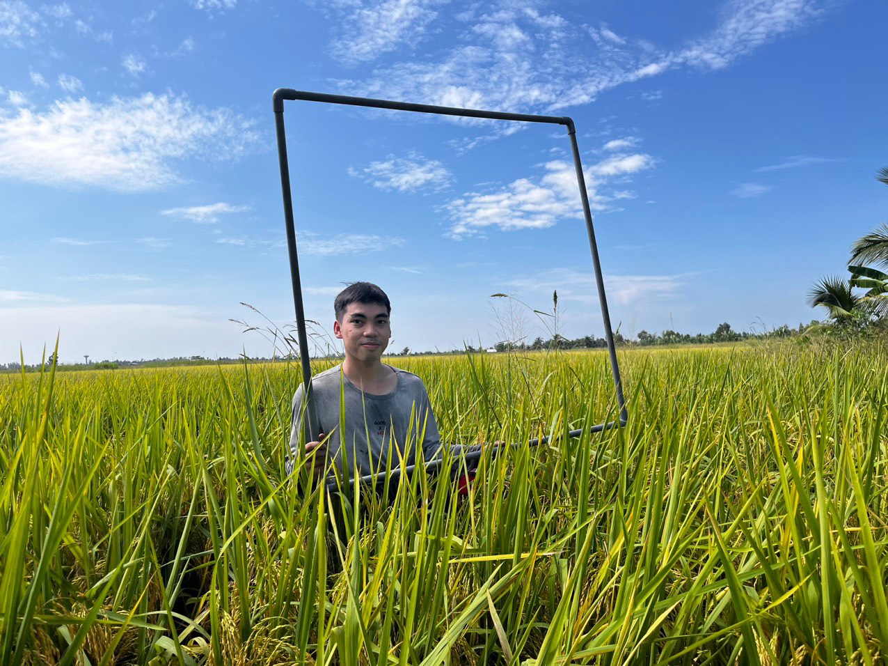 Hoạt động kiểu tra lô ruộng lúa RVT xuất khẩu