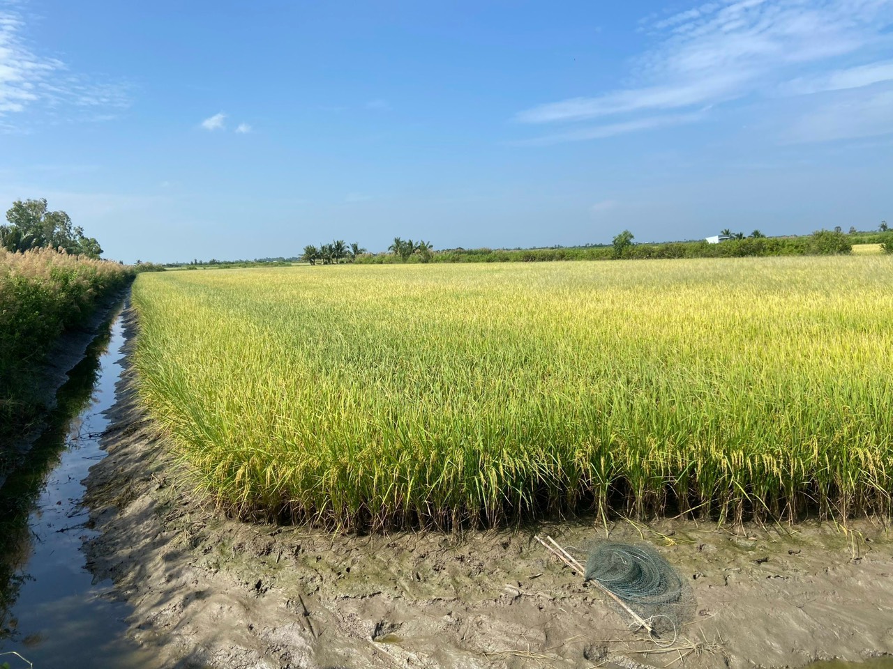 Hoạt động kiểu tra lô ruộng lúa RVT xuất khẩu