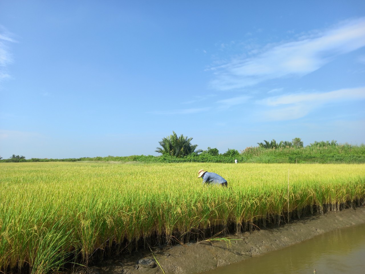 Hoạt động kiểu tra lô ruộng lúa RVT xuất khẩu