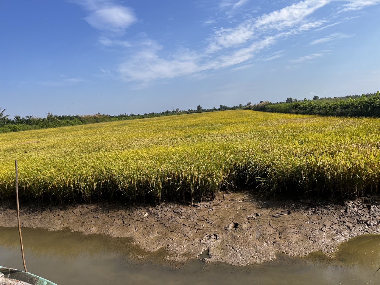 Hoạt động kiểu tra lô ruộng lúa RVT xuất khẩu