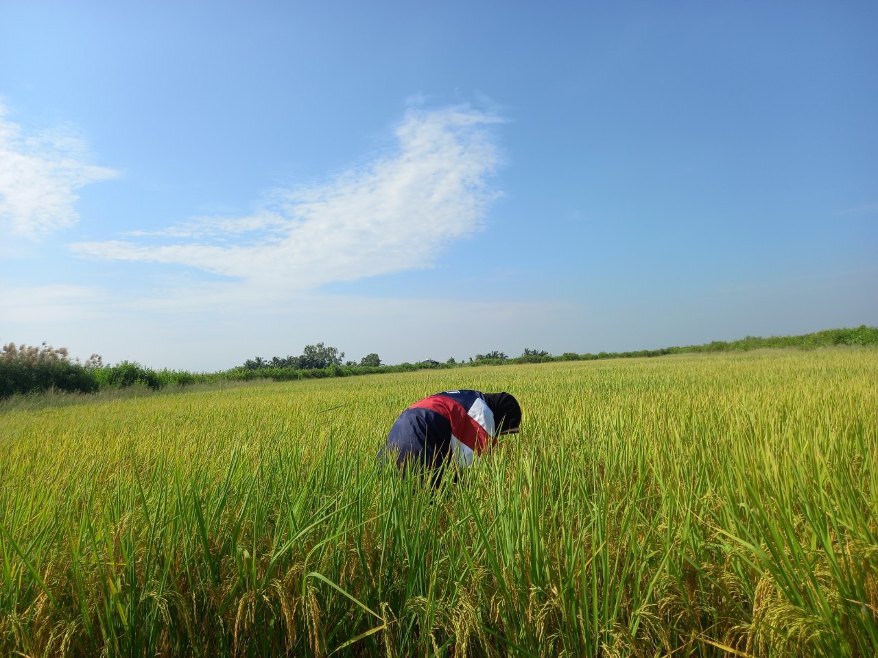 Hoạt động kiểu tra lô ruộng lúa RVT xuất khẩu