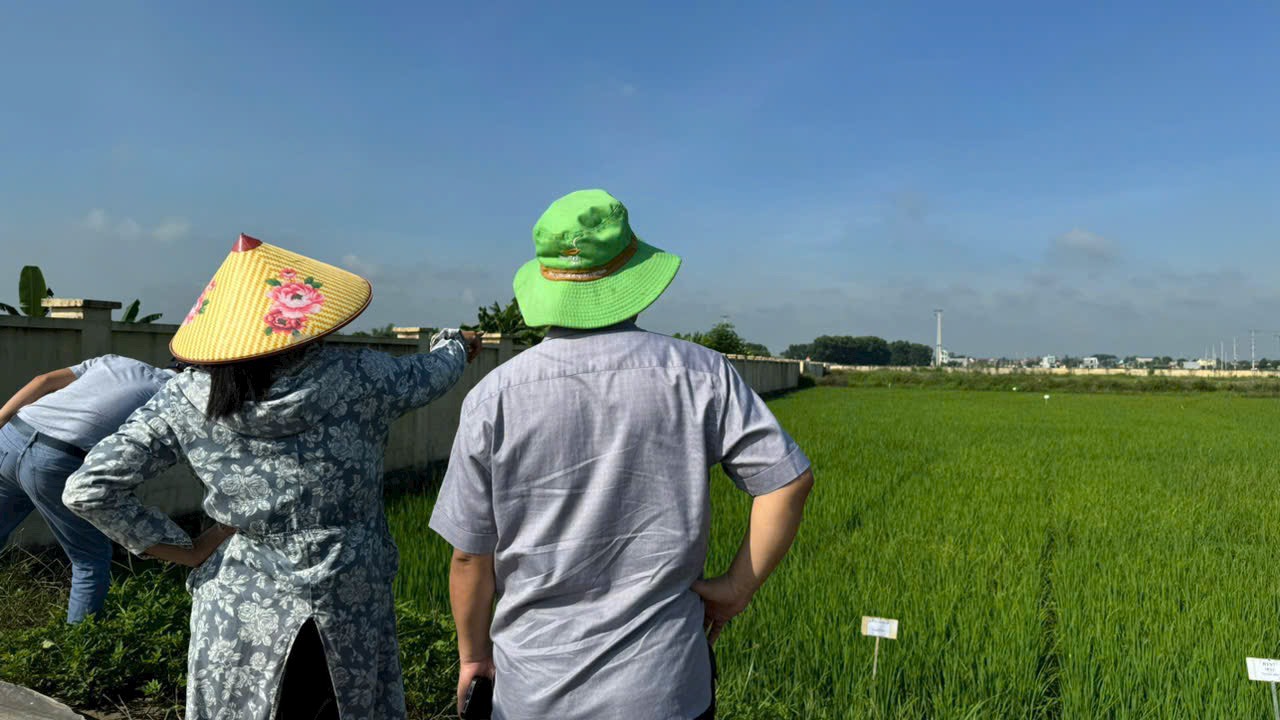 Kiểm tra điểm khảo nghiệm giống tại Trung tâm Nghiên cứu Khảo nghiệm và Dịch vụ Cây trồng - Viện Nông nghiệp Thanh Hóa