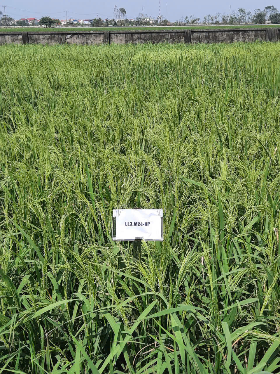 Kiểm tra điểm khảo nghiệm tại Nghệ An - Thanh Hóa - Hòa Bình - Ninh Bình - Hải Dương