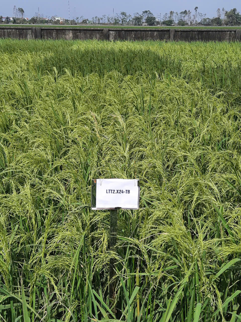 Kiểm tra điểm khảo nghiệm tại Nghệ An - Thanh Hóa - Hòa Bình - Ninh Bình - Hải Dương