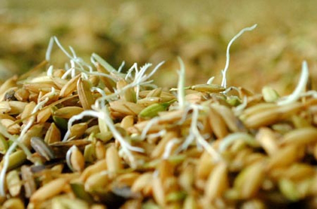 THÔNG BÁO GỬI GIỐNG KHẢO NGHIỆM VCU GIỐNG LÚA, NGÔ VỤ ĐÔNG 2025-2026