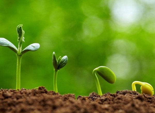 THÔNG BÁO GỬI GIỐNG VỤ HÈ THU 2024