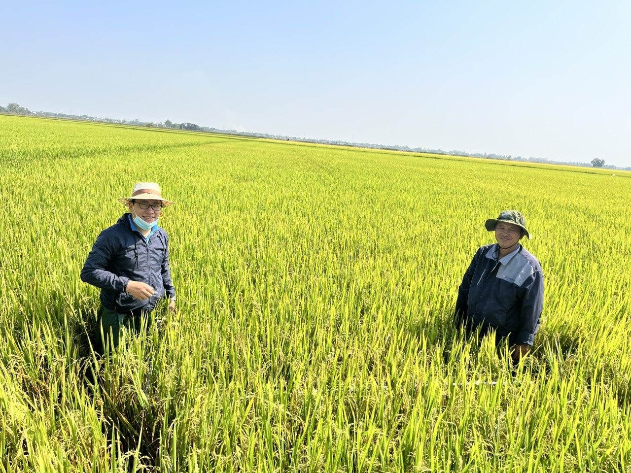 Hoạt động kiểm tra lô ruộng lúa thơm tại Long An