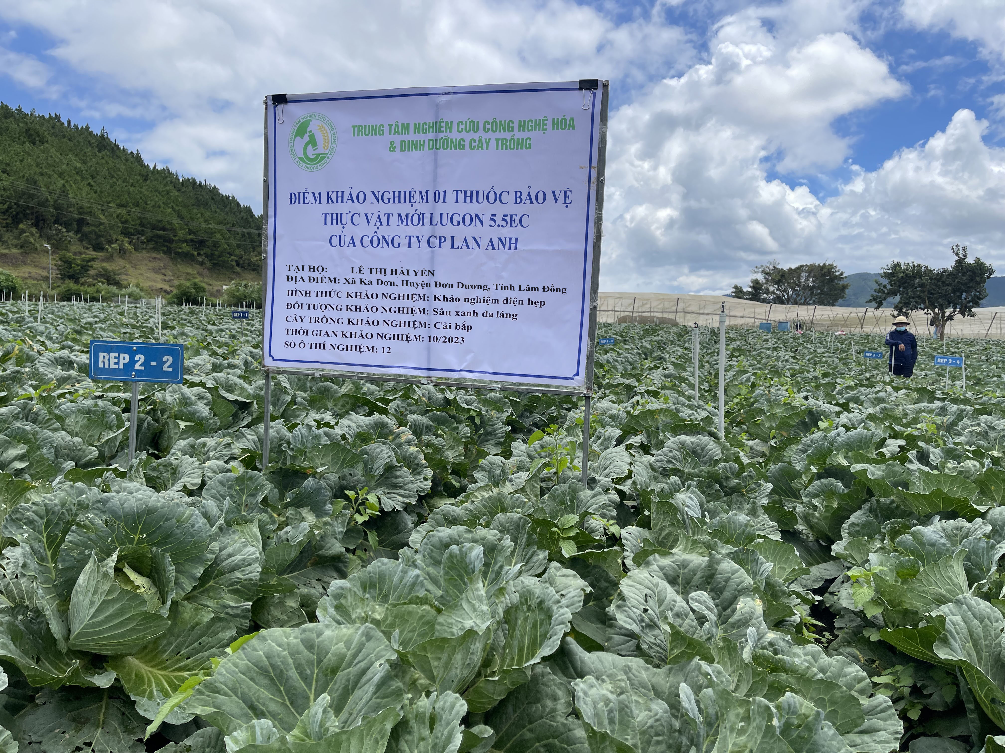 Hình ảnh khảo nghiệm thuốc BVTV của công ty CP Lan Anh ( thuốc trừ sâu xanh da láng trên cây cải bắp)