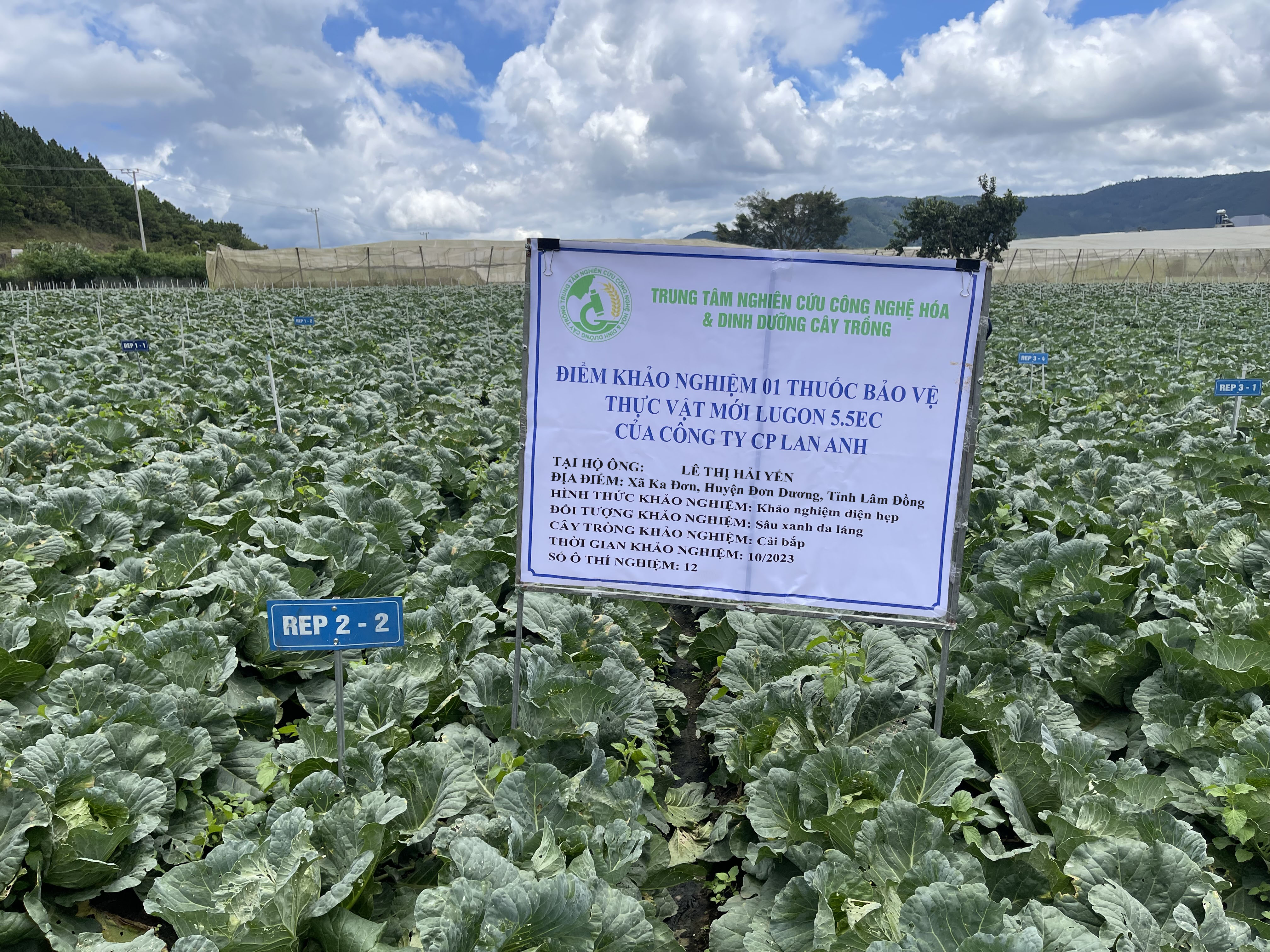 Hình ảnh khảo nghiệm thuốc BVTV của công ty CP Lan Anh ( thuốc trừ sâu xanh da láng trên cây cải bắp)