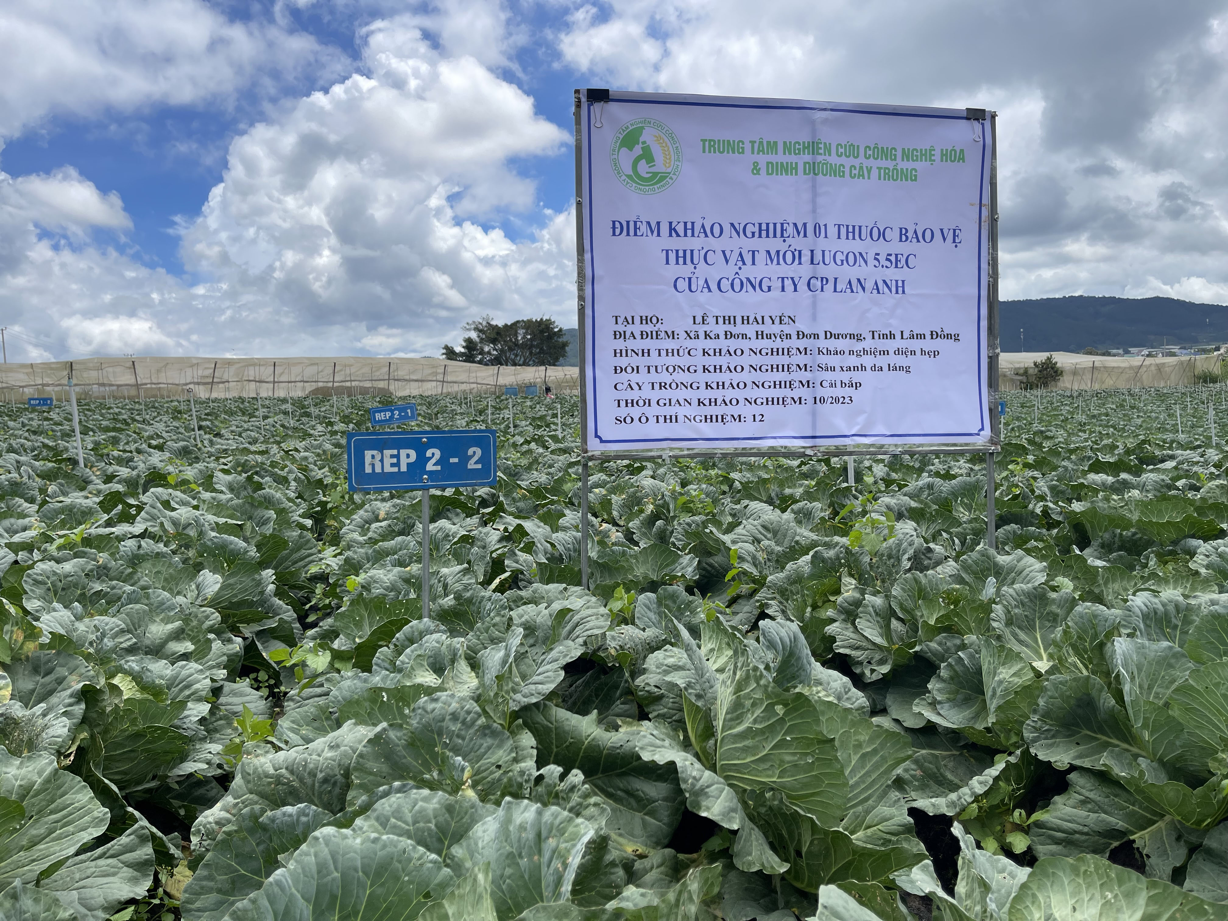 Hình ảnh khảo nghiệm thuốc BVTV của công ty CP Lan Anh ( thuốc trừ sâu xanh da láng trên cây cải bắp)
