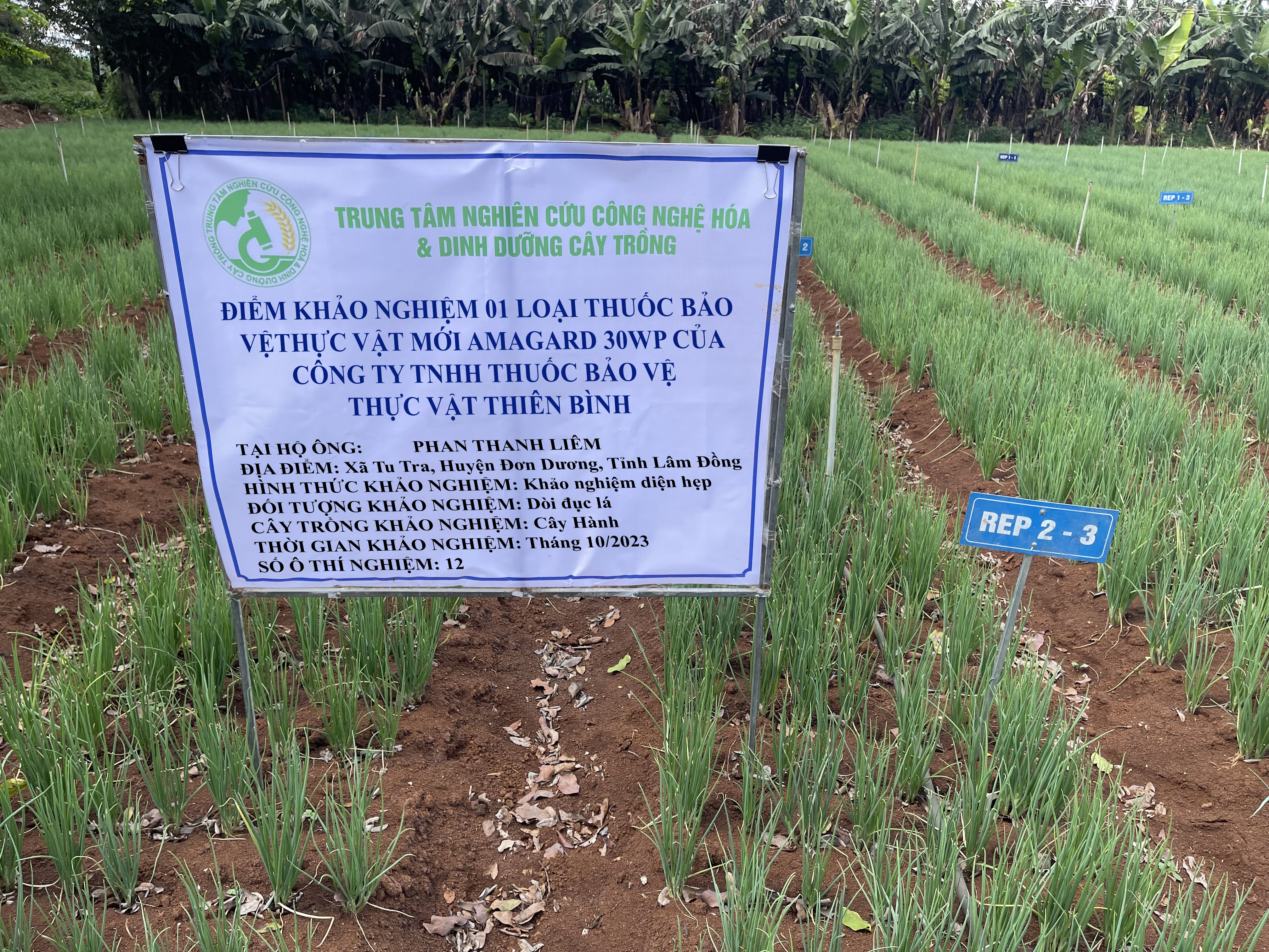 Hình ảnh khảo nghiệm thuốc BVTV của công ty TNHH Thuốc BVTV Thiên Bình ( thuốc trừ dòi đục lá trên cây hành )