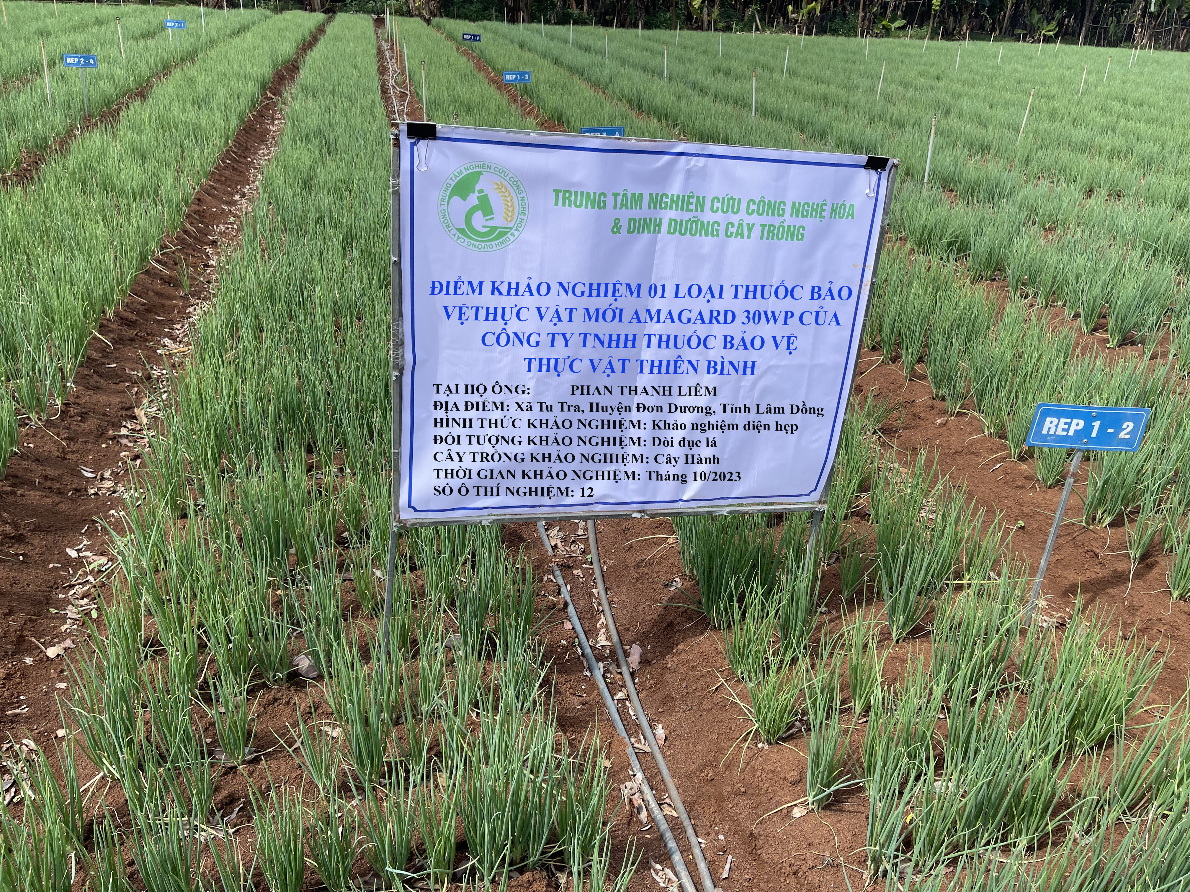 Hình ảnh khảo nghiệm thuốc BVTV của công ty TNHH Thuốc BVTV Thiên Bình ( thuốc trừ dòi đục lá trên cây hành )