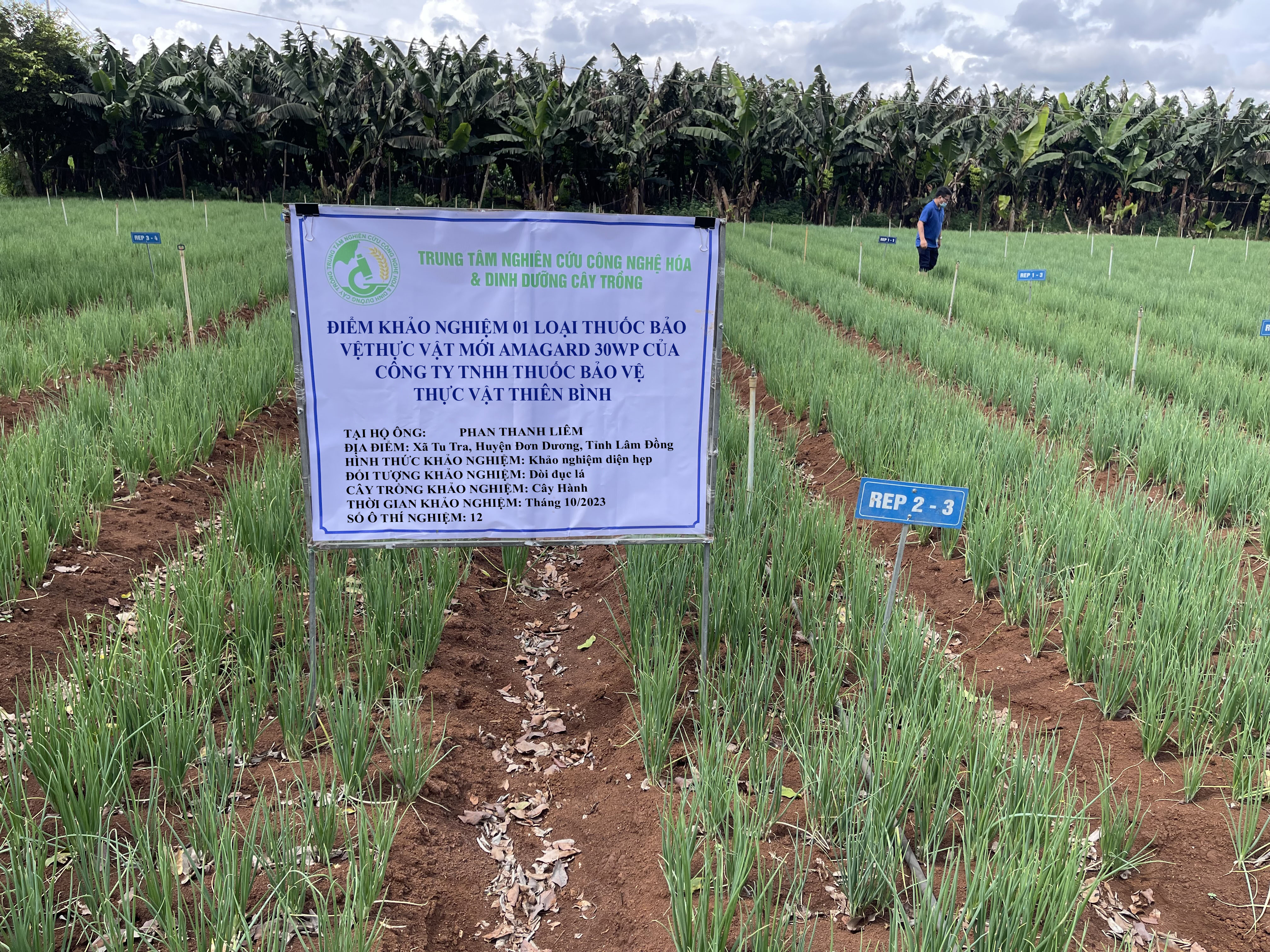 Hình ảnh khảo nghiệm thuốc BVTV của công ty TNHH Thuốc BVTV Thiên Bình ( thuốc trừ dòi đục lá trên cây hành )