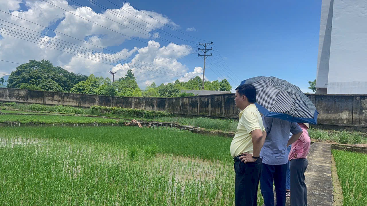 Kiểm tra điểm khảo nghiệm giống tại Trung tâm Giống Cây trồng Vật nuôi Hòa Bình - Trạm Giống Cây trồng Lạc Sơnn