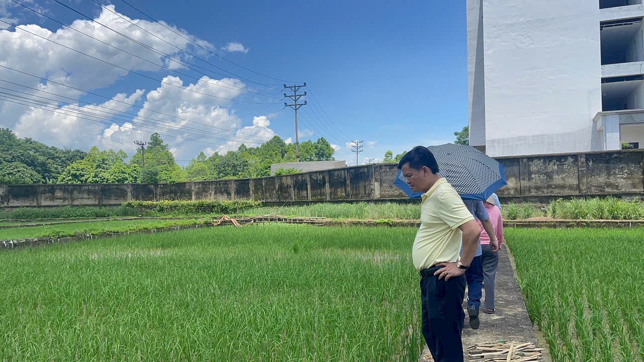 Kiểm tra điểm khảo nghiệm giống tại Trung tâm Giống Cây trồng Vật nuôi Hòa Bình - Trạm Giống Cây trồng Lạc Sơnn