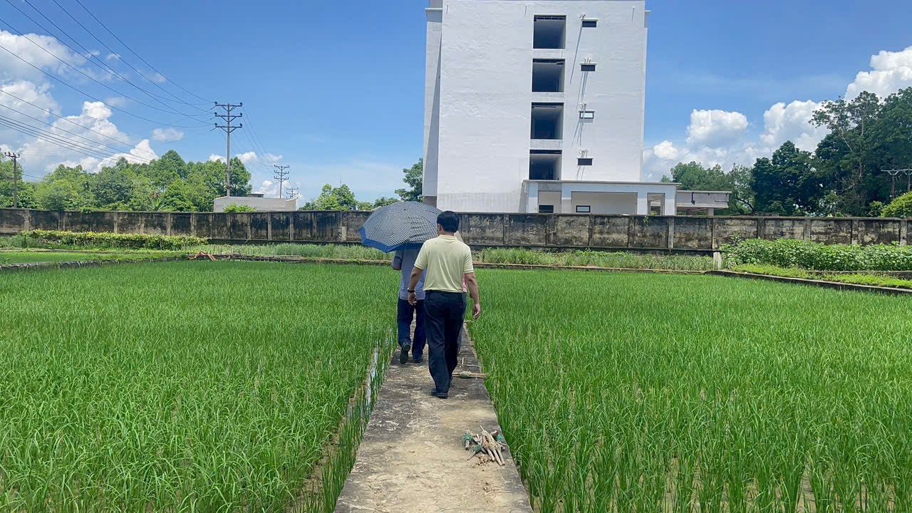 Kiểm tra điểm khảo nghiệm giống tại Trung tâm Giống Cây trồng Vật nuôi Hòa Bình - Trạm Giống Cây trồng Lạc Sơnn