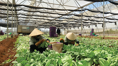 Hoạt động hỗ trợ nông hộ địa bàn khảo nghiệm năm 2023