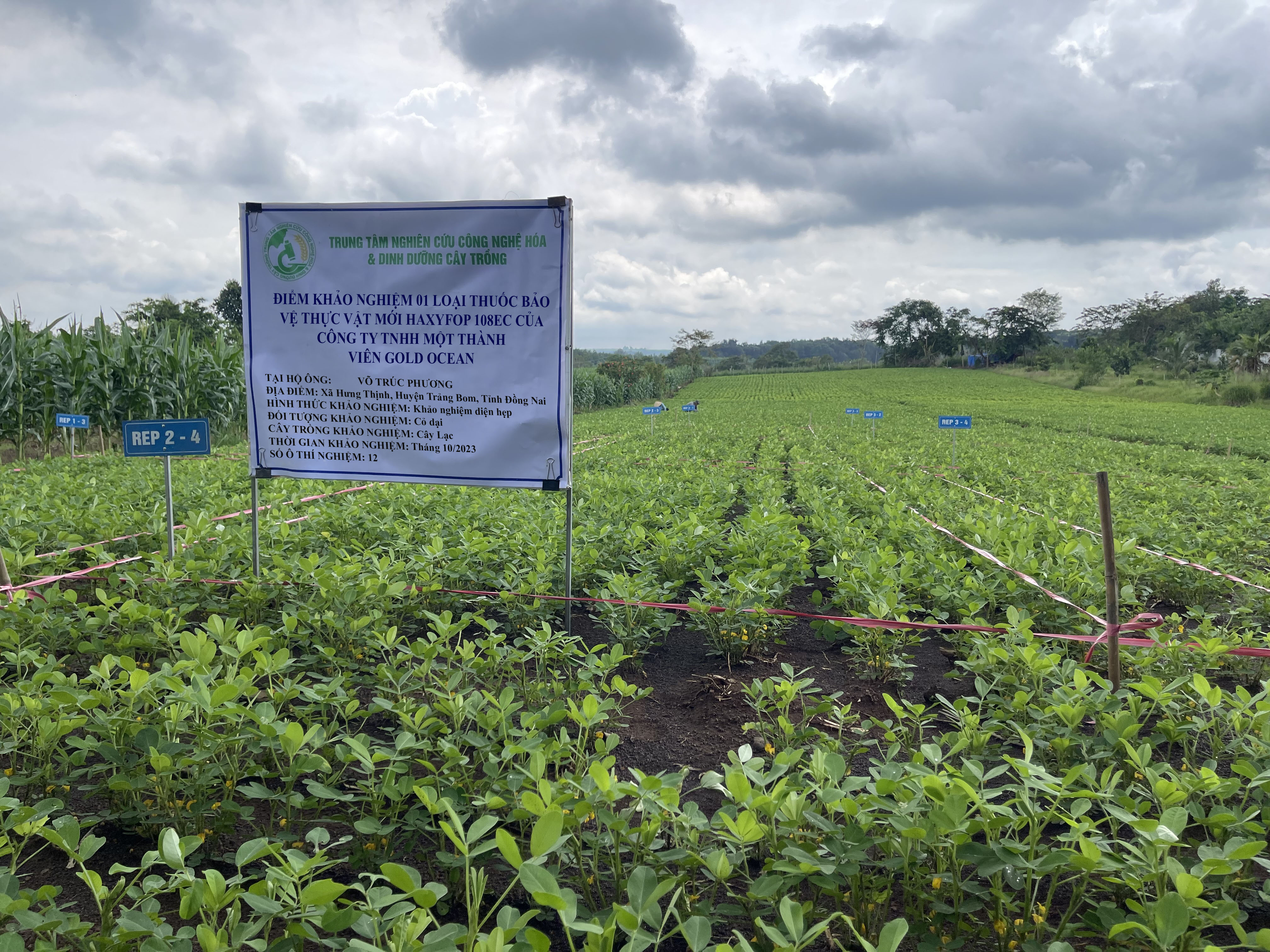 Hình ảnh khảo nghiệm thuốc BVTV của công ty TNHH MTV GOLD OCEAN (thuốc trừ cỏ dại trên cây lạc)