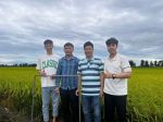 Checking rice fields at Cay Chom Hamlet, Linh Huynh, Hon Dat, Kien Giang (Vietnam Seed Group Joint Stock Company)