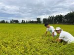 Checking rice fields at Cay Chom Hamlet, Linh Huynh, Hon Dat, Kien Giang (Vietnam Seed Group Joint Stock Company)