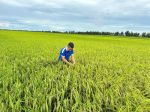 Checking rice fields at Cay Chom Hamlet, Linh Huynh, Hon Dat, Kien Giang (Vietnam Seed Group Joint Stock Company)