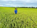 Checking rice fields at Cay Chom Hamlet, Linh Huynh, Hon Dat, Kien Giang (Vietnam Seed Group Joint Stock Company)