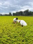 Checking rice fields at Cay Chom Hamlet, Linh Huynh, Hon Dat, Kien Giang (Vietnam Seed Group Joint Stock Company)