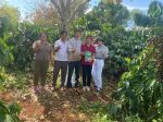 Testing activities on the model of using Japanese microbial organic fertilizer for cashew trees intercropped with coffee trees